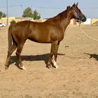 فرس انجليزيه معها جواز