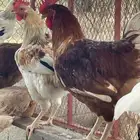 ديوك ودجاج لوهمان ابيض كلاسيك وبراون