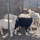 للبيع طليان ذبايح