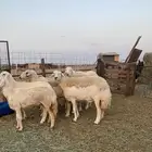 للبيع ضان حريه صنف الصنف بالفحل مضاريع ودفيع