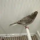 ذكر كناري جاسب