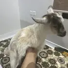 حيوان