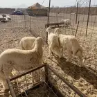 حري ذبايح مناسبات ذبائح ثلاجه تيوس يوجد صلاخ وتوصيل