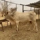 ثور فحل للبيع المخواة