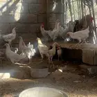 دجاج فيومي ولوهمان