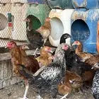دجاج مخلط وديكه 5 شهور الموقع طبرجل