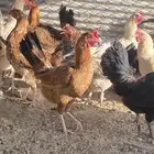 تم البيع