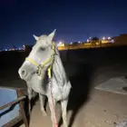 فرس العمر 6اسنين عربيه