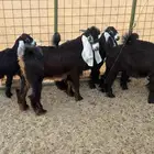 جفار عوارض صنف تاسيس مراح اعمارها 6 شهور وفوق