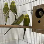 عصافير باجي