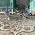 للبيع حمام تركي