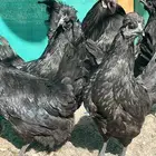 دجاج كويتي عربي اسود