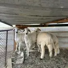 خرفان ورخال