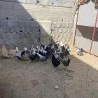 دجاج ي . فيومي للبيع