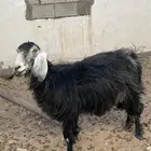 معزا