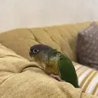 طير كنيور هدد داخلي