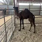 بكره كفو عمرها شهرين