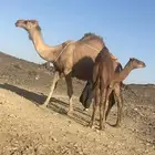 ناقه للبيع