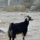 شاه عارضيه دافع مشروطه