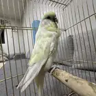 للبيع