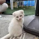 قطط اسكوتش نقيه عيون ملونه