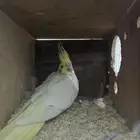 زوج كوكتيل لاتينو منتج. شرط