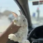 ارنب صغير شانيلا