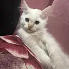 قطط للتبني مجانا