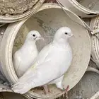 حمام مشكل مفروزات