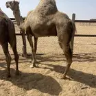 نياق جزر.