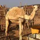 بكره وضحى طيبه