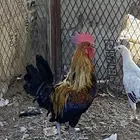 ديوك للبيع