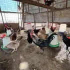 بيع ديكه بلدي شرط نظافه وصحه العمر تقريبا 6 شهور