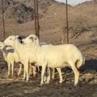 رررخال رفيديات دفيع ومضاريع