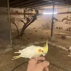 كروان اليف