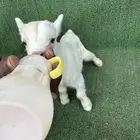 ماعز قزم أمريكي تشيكي