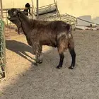 تيس شامي ادهم فاخر