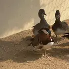 تبني جميع أنواع الحيوانات