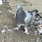 طبه موصلي عجم
