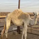 قعود مفرود
