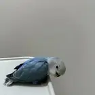 روز فرخ اليف غر