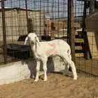 رخل داغور طيبة ونظيفة