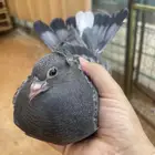 طبات مميزه معاريف