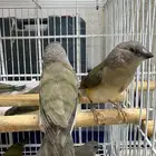 قولدن فنش