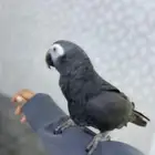 كاسكو أفريقيا