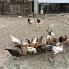 دجاج بلدي