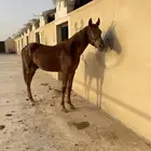 مهر شعبي للبيع لون فاخر سليم شرط