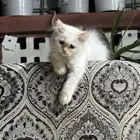 بساس ( كيتن ) للبيع