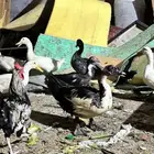 للبيع دجاج   بط   ديك ( حوالي 70 حبه )