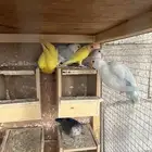 روز الوان مختلفه عمر شهرين